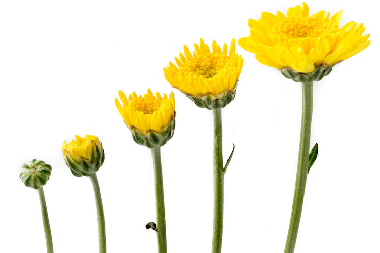Three Steps to Reaching your Maximum Potential